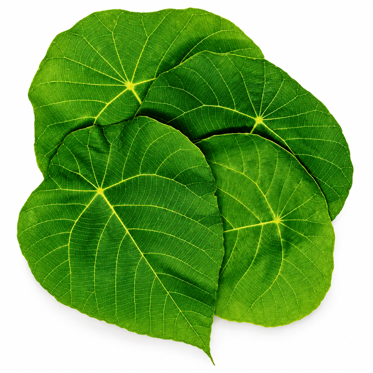 KENDA KOLA