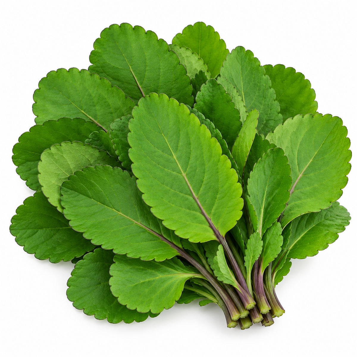 AKKAPANA LEAVES  