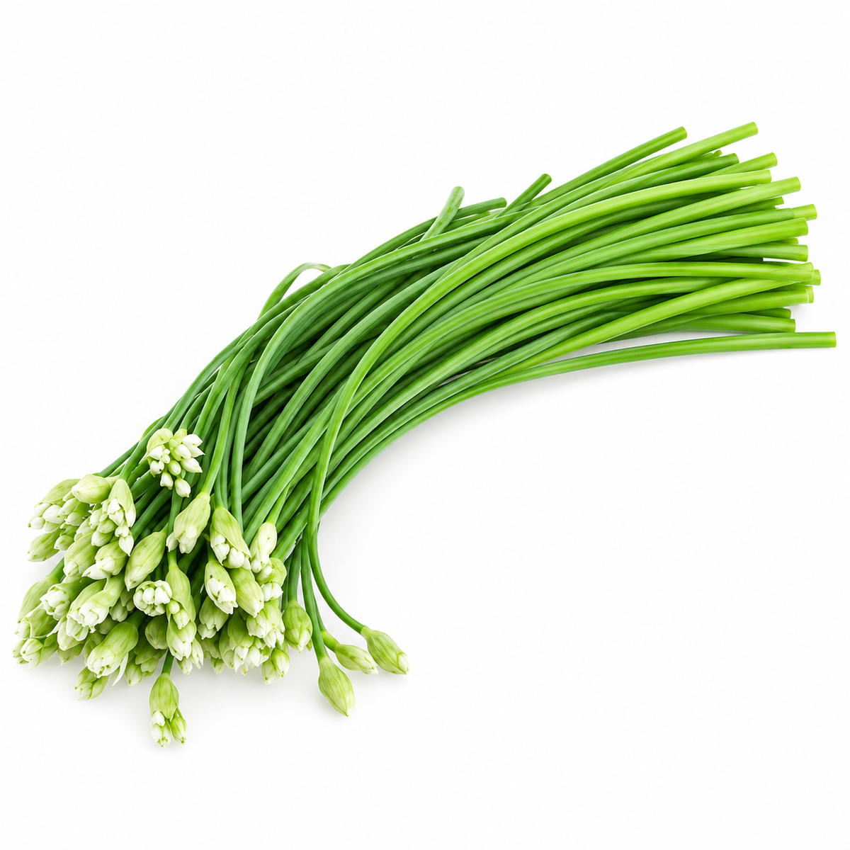 ONION FLOWER