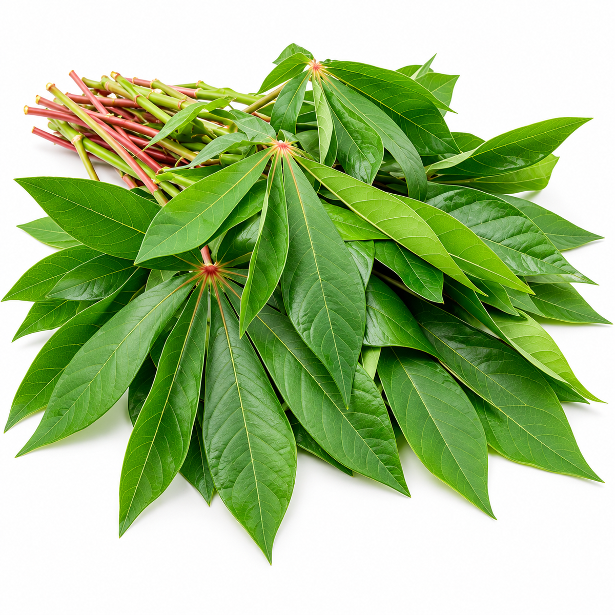 Tapioca Leaves  