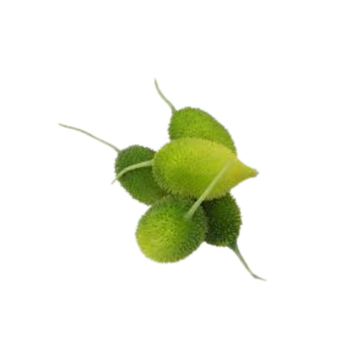 Spine Gourd