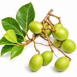 Ceylon Olive