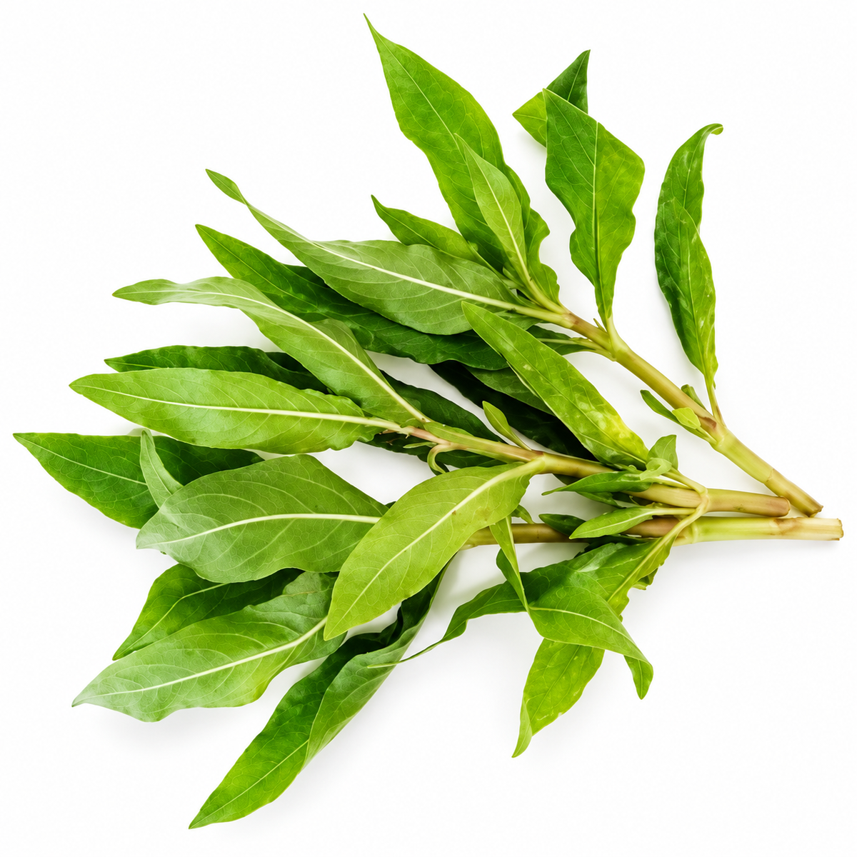 NEERAMULLIYA  