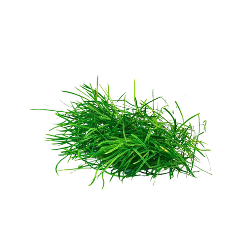 Wild Asparagus