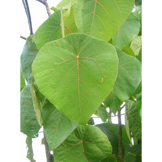 KENDA KOLA BUNDLE 100G