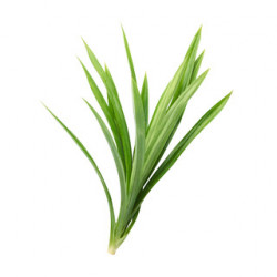 RAMPE BUNDLE 100G