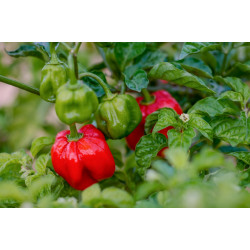 NAI KOCHCHI ( HOT CHILLI) 100G
