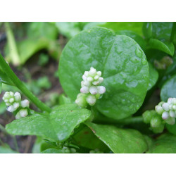 SPINACH (NIVITHI) 200G