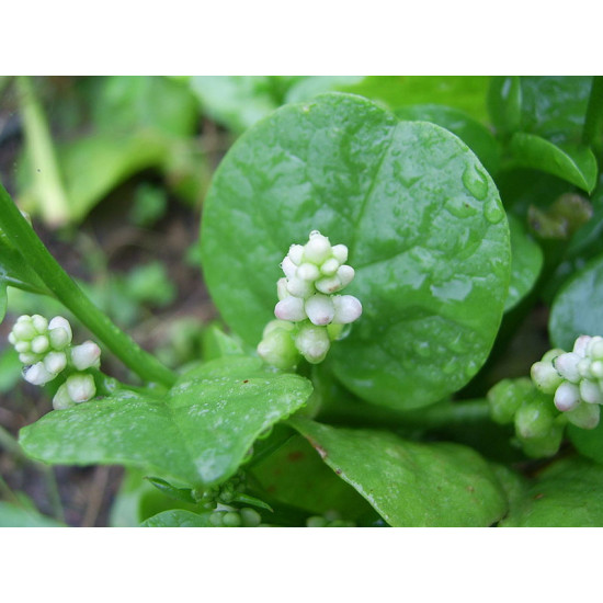 SPINACH (NIVITHI) 200G
