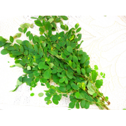 DRUMSTICK LEAVES BUNDLE (LOCAL MARKET) 100g