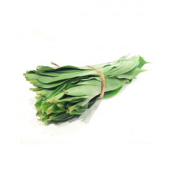 TEMBU KOLA DALU BUNDLE 200G