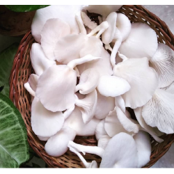 MUSHROOM (BIMMAL) 200G