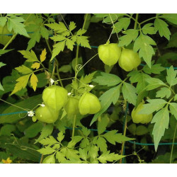 WALPENELA BUNDLE 250G